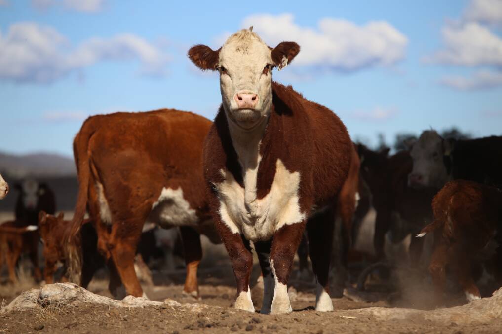 SUPPLYING BUTCHER, RESTAURANT: Heifers and steers that don't make the cut for stud production go into the paddock to plate program.