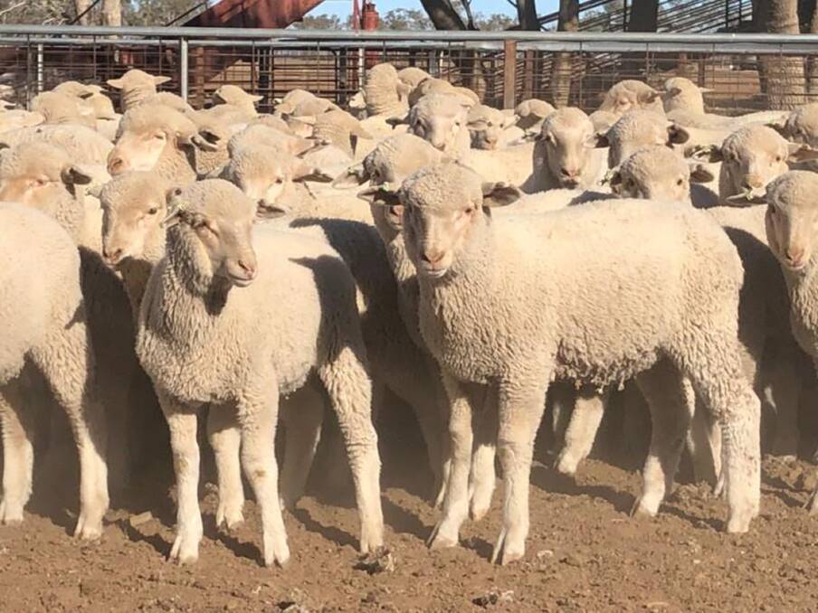 EXCELLENT WEIGHT FOR AGE: Mark and Sue Evans' April and May-drop lambs reached $140 a head on AuctionsPlus in July. 