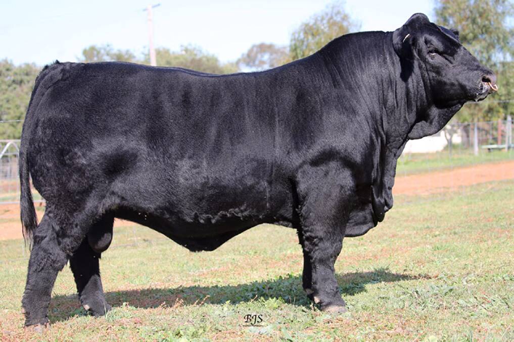 2020 SALE TOPPER: The $32,000 top-priced bull Round-Em-Up Powerhouse Riddler, who was bred and offered by David and Ashleigh Hobbs, Molong, and purchased by Justin Humphreys, Injune, Qld. Photo: BJS Livestock Photography