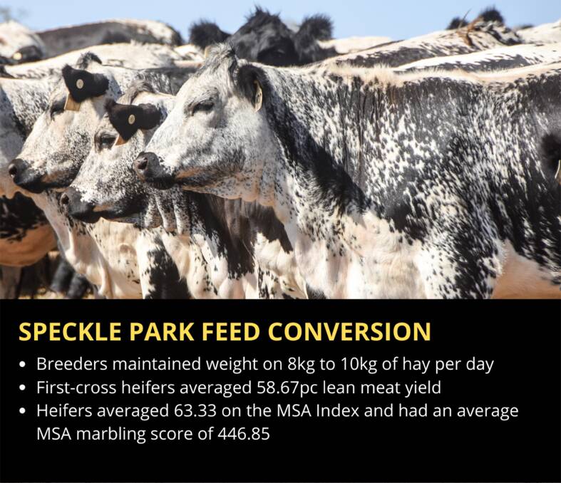GROWING DATA COLLECTION: Speckle Park cattle are proving themselves in the paddock, the feedlot, and over the hook.