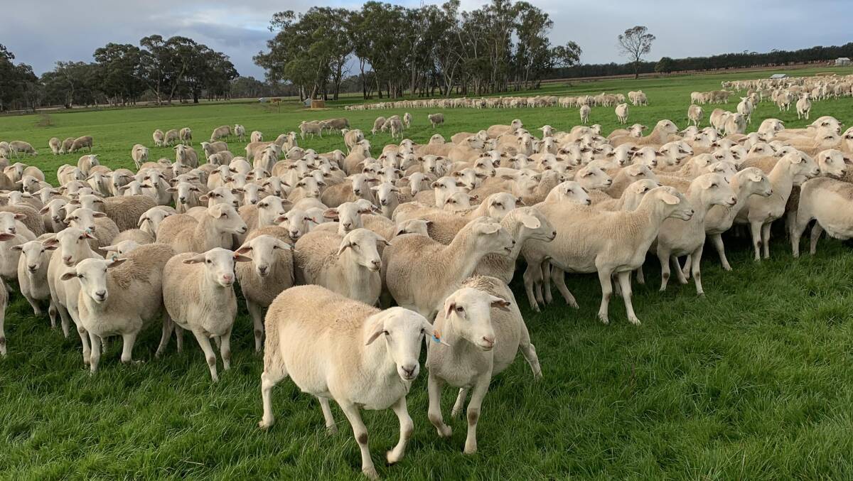 EFFICIENT EATERS: Jarrad and Chelsea Simcock are running about 6000 Aussie White and first-cross ewes.