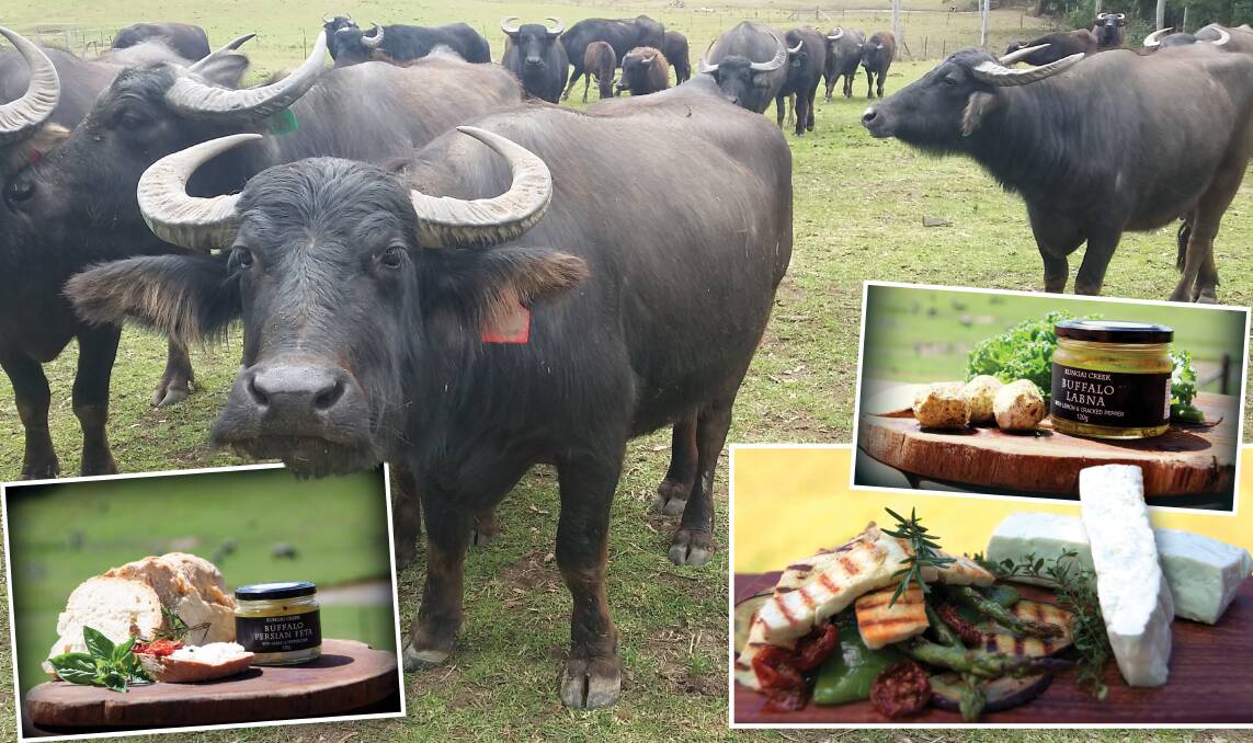 GROWING INDUSTRY: Buffalo at Ian and Kim Massingham's Eungai Creek farm. Inset photos: A selection of cheeses made from buffalo milk.
