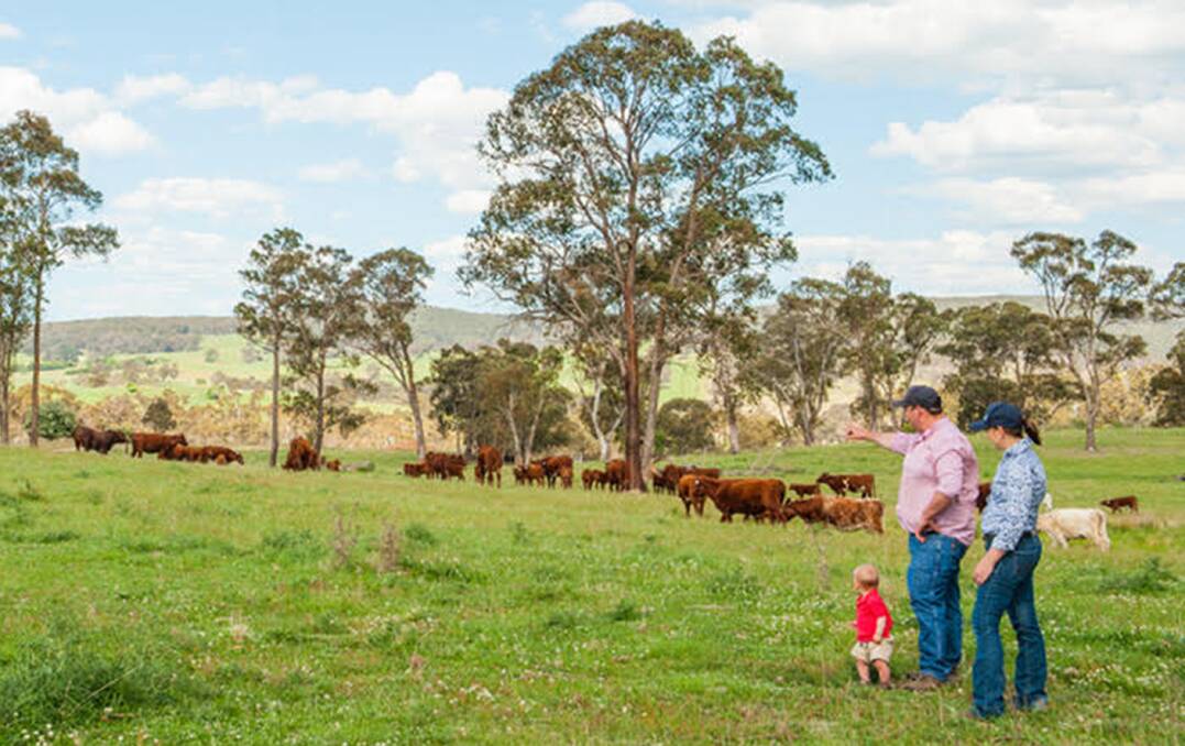 Samuel and Jodie Martin will open the gates of their Southcote Shorthorns stud at Walcha on day two of Northern Beef Week.