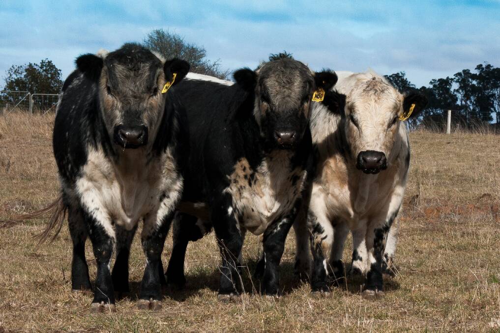 Some of the Waratah Speckle Park stud's 2019 sale bulls.