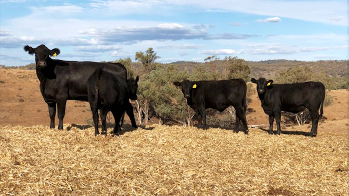 QUALITY: Some of the Angus weaners on offer from Graeme Charters, Hilltop, Bingara.