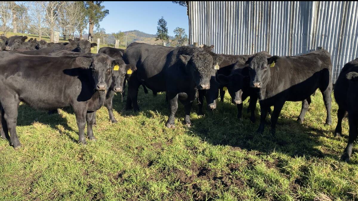 HIGH QUALITY GENETICS: Rob Toole's heifers with Knowla Nevada N140. Mr Toole has been looking for maternal traits when selecting bulls.