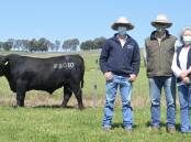 BEST VIC PRICE: The highest priced Angus bull of the 2021 autumn selling season was Lawsons Rocky R4010, who made $130,000. Pictured are buyer syndicate representative Peter McNamara, Gilmandyke Angus, Orange, and Lawsons Angus cooperator herd breeders Vince and Debbie Rheinberger, Boorowa. Photo: Hannah Powe
