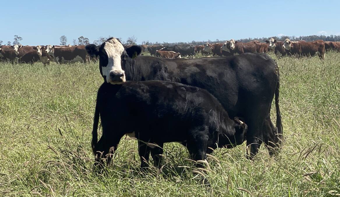 COMMERCIALLY-RELEVANT CATTLE: Devon Court principal Tom Nixon also runs a commercial herd which includes Angus breeders, producting good black baldy mother and heavy first-cross steers. 