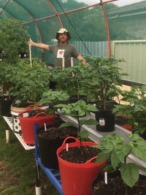 HOT, HOT, HOT: Tamworth grower Chris Roberts with some of his chilli plants.
