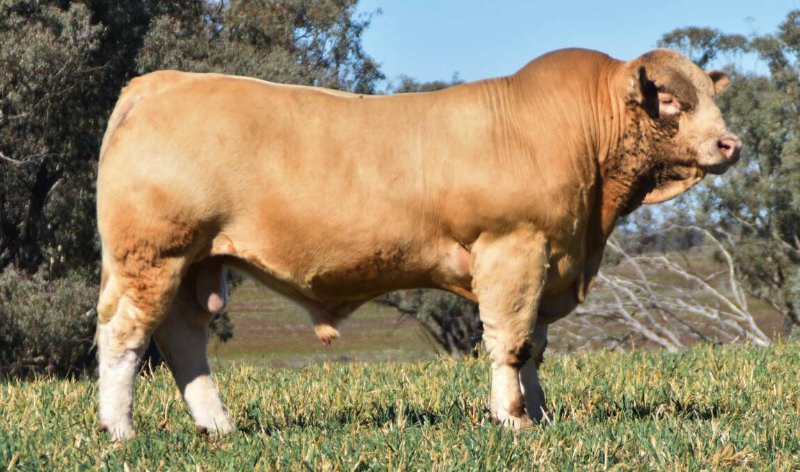 Lot 3, 4 Ways Samarai is a powerful red factor homozygous polled son of Lunar Rise. Picture supplied