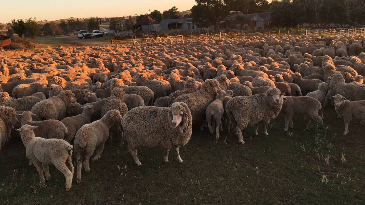 Claremont Merino ewes with Coronga-blood White Suffolk-cross lambs at foot.