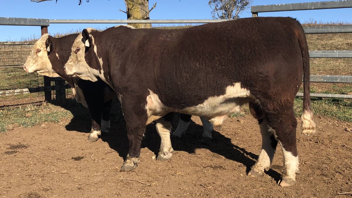 QUALITY SIRES: The two bulls Phillip "Bluey" Commins purchased from Supple Herefords at last year's sale.