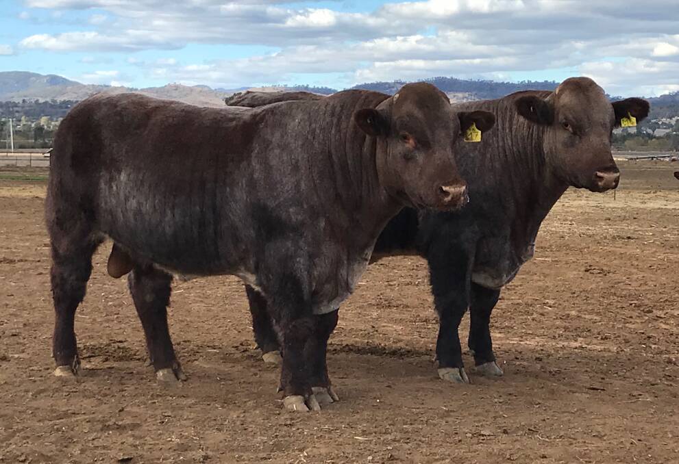 SALE BULLS: The Collins siblings will sell Kingsley Vale M&M M6 and Kingsley Vale Morton M7 in the Shorthorn Spring Fling sale.