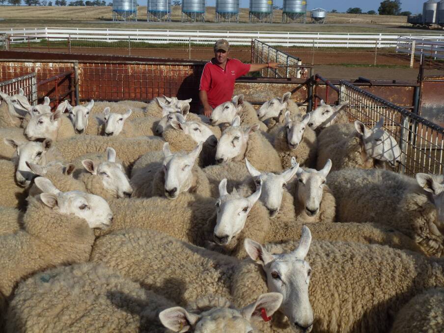 STRONG DEMAND: Rob Harper with the Cadell Border Leicester ewes that were exported to Saudi Arabia in 2015.