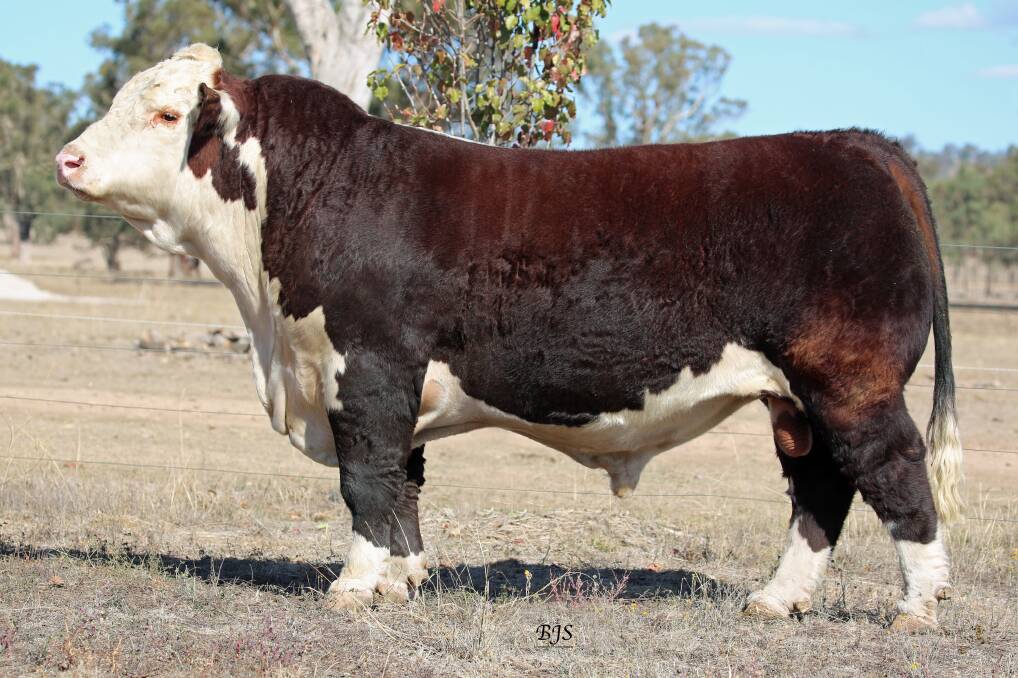 2019 SYDNEY ROYAL GRAND CHAMPION: Tycolah Queenscliff N029. Semen from Queenscliff is available through Tycolah stud.