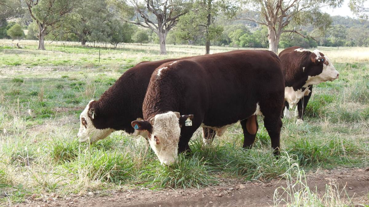 Swanvale Herefords, at Winton, near Tamworth, will have heifers and core breeding stock on display for Northern Beef Week.
