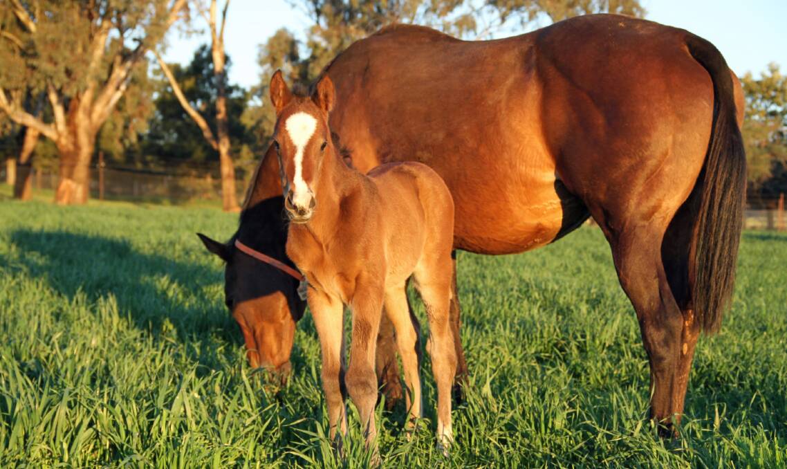 Among the first foals born by The Brothers War is this week-old filly from winning mare Grail Queen, at Kooringal Stud, Wagga Wagga.