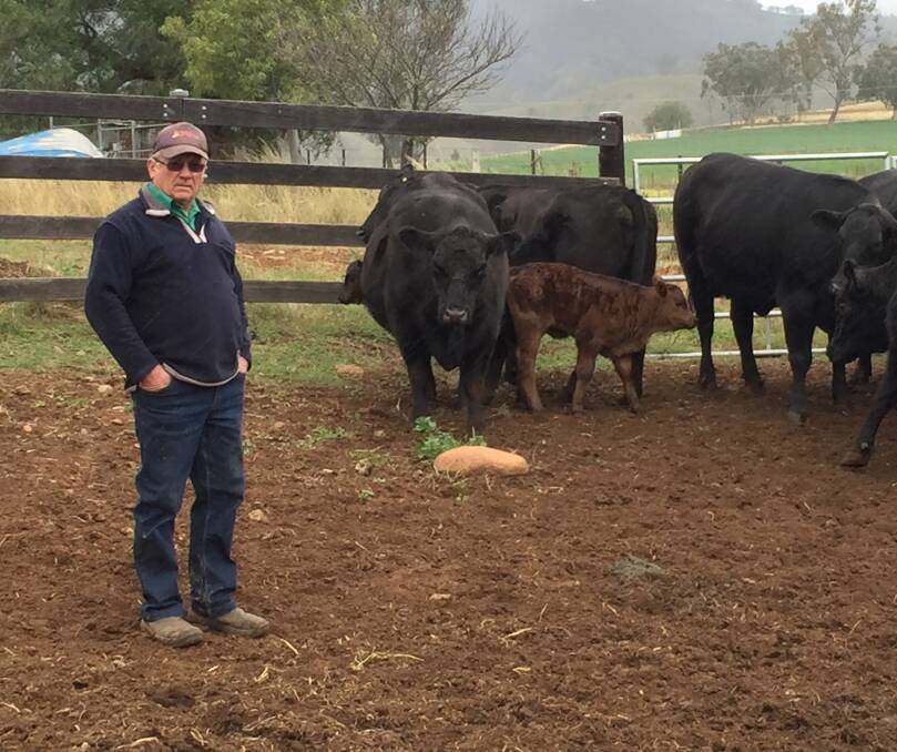 GOOD BREEDING, GOOD FEED: Max Hayne has been using Pentire Angus genetics, but also focuses on maintaining high quality nutrition.