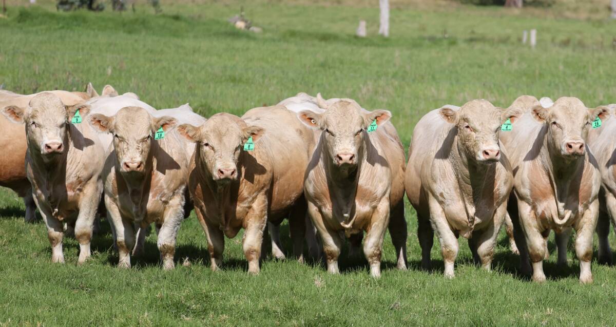 ELITE GENETICS: Palgrove's Hunter Valley bull sale is on June 3 at Scone.