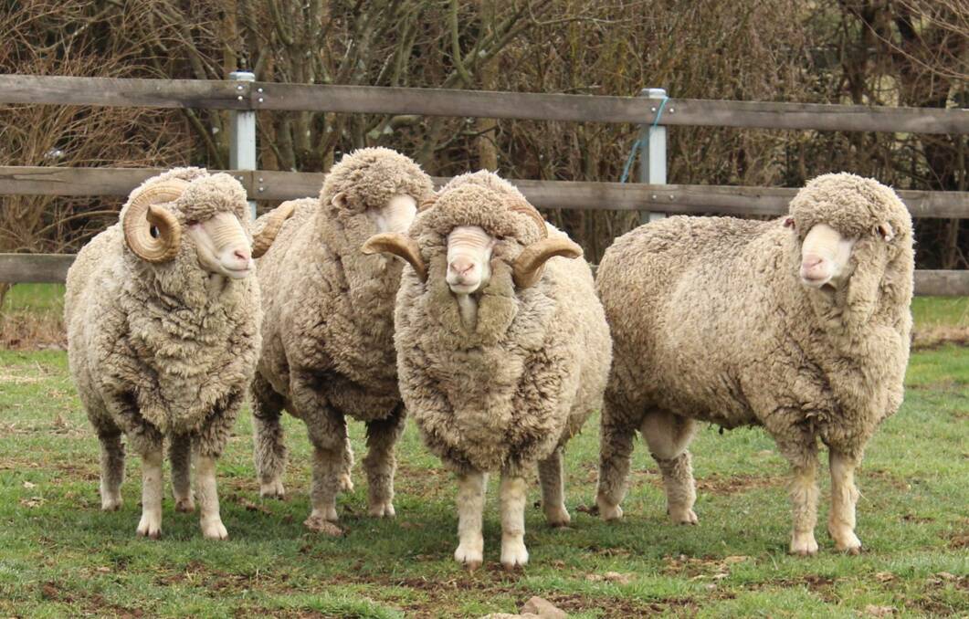 MERINOS: The depth of breeding in the Hazeldean program and consistency in bloodlines is due to many years of careful selection focusing on functional, high wool cutting, low micron, moderate sheep.