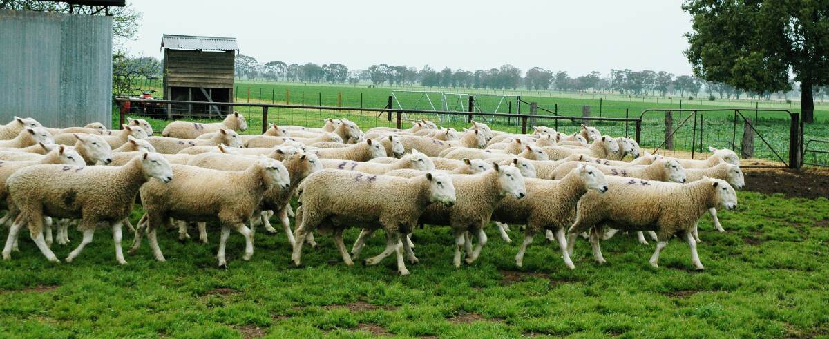 SELECTION SUPPORT: Sheep Genetics is Australia's national breeding evaluation service, providing information to sheep breeders and buyers to improve genetic selection. 