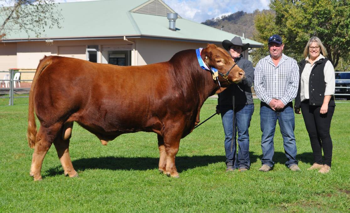 2019 SALE TOPPER: Donna Robson, Flemington Limousins, Batlow and buyers Damian and Mandy Gommers, Mandayen Limousins, Keith, South Australia, with Flemington Next Level, who sold for $28,000.