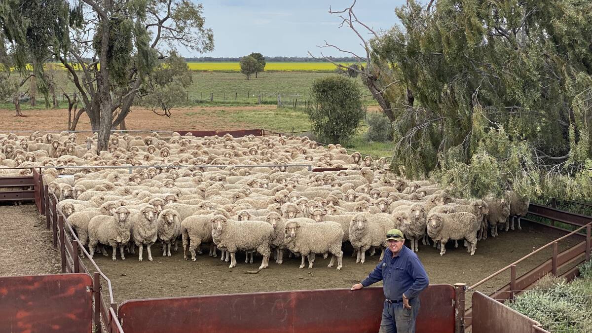 LIFTING WOOL CUT: Andrew Browning has been using One Oak Poll genetics for many years and has been working on wool cut for many years, with the adult ewes cutting 8.2kg.