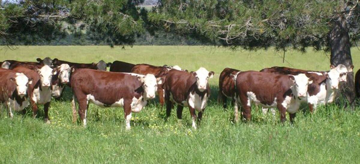 WHITEFACE HERD: First-calf Hereford heifers at Howquadale Station, Mansfield, Victoria. Photo: Supplied