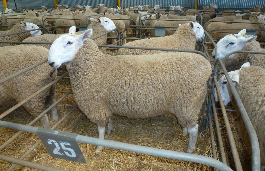 WELL-BRED SHEEP: Cadell stud has been supplying quality rams to the industry for 75 years. 