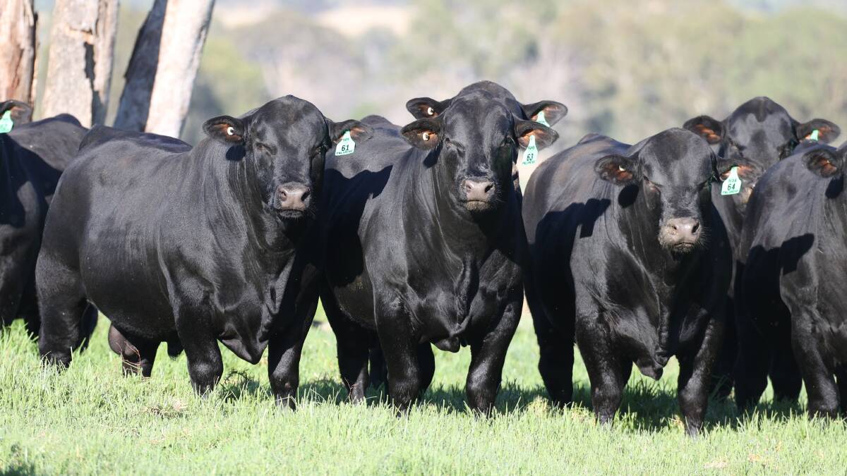HERD IMPROVERS: Palgrove began breeding Ultrablacks 13 years ago and the stud has had a big impact in northern herds, with good demand for the breed.