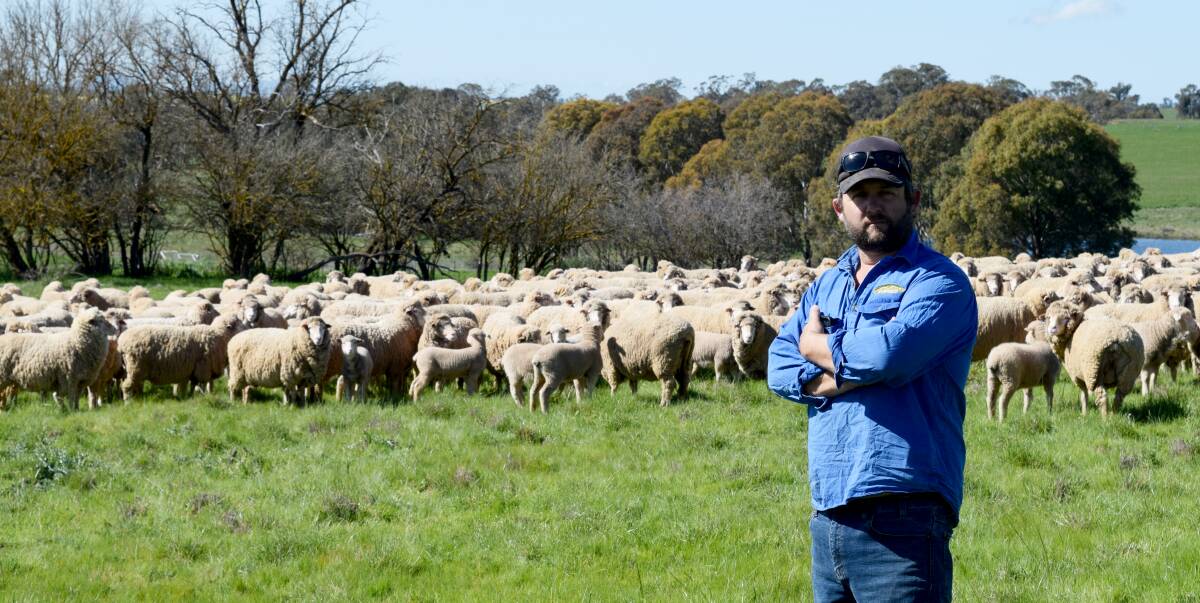 DUAL-PURPOSE FOCUS: Luke Wells with his Dohne sheep, which have helped him increase fertility in the flock, while maintaining wool quality. 