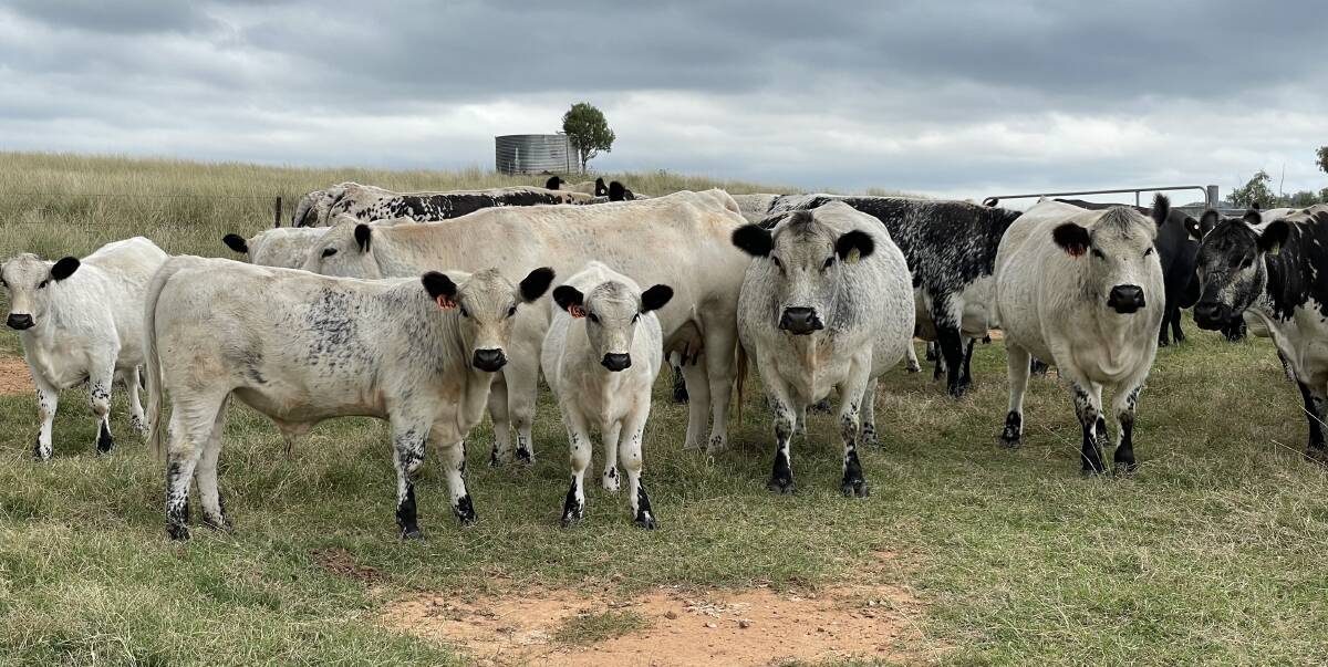 CONSISTENT QUALITY: Speckle Park cattle are becoming widely recognised for their ability to improve growth rates, while boosting yield and carcase, with success over many breeds.