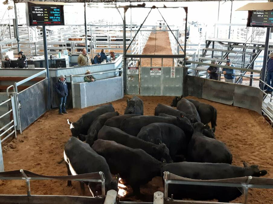 UPGRADE: The $7 million upgrade to the Scone saleyards included new bays and selling pens, including a soft floor system.