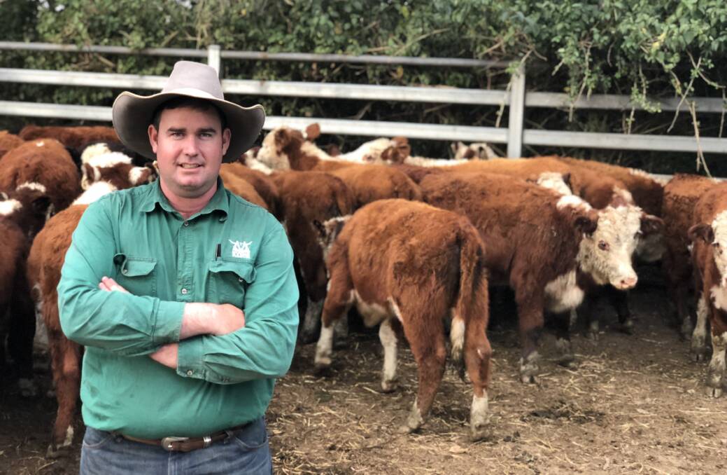 FRASER CALVES: Laurie Argue from Kempsey Stock and Land with hereford weaners sold by Robert and Barbara Fraser of Belmore River for 415c/kg last year. The Fraser family will have Hereford steers in the sale on March 26. 