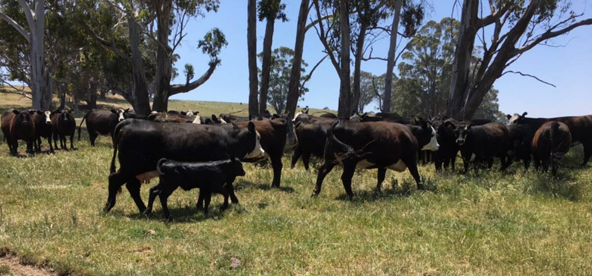 MORE MARKET OPTIONS: BLack baldy cattle are proving profitable for Kelvin and Wendy Ingram, Bonang.