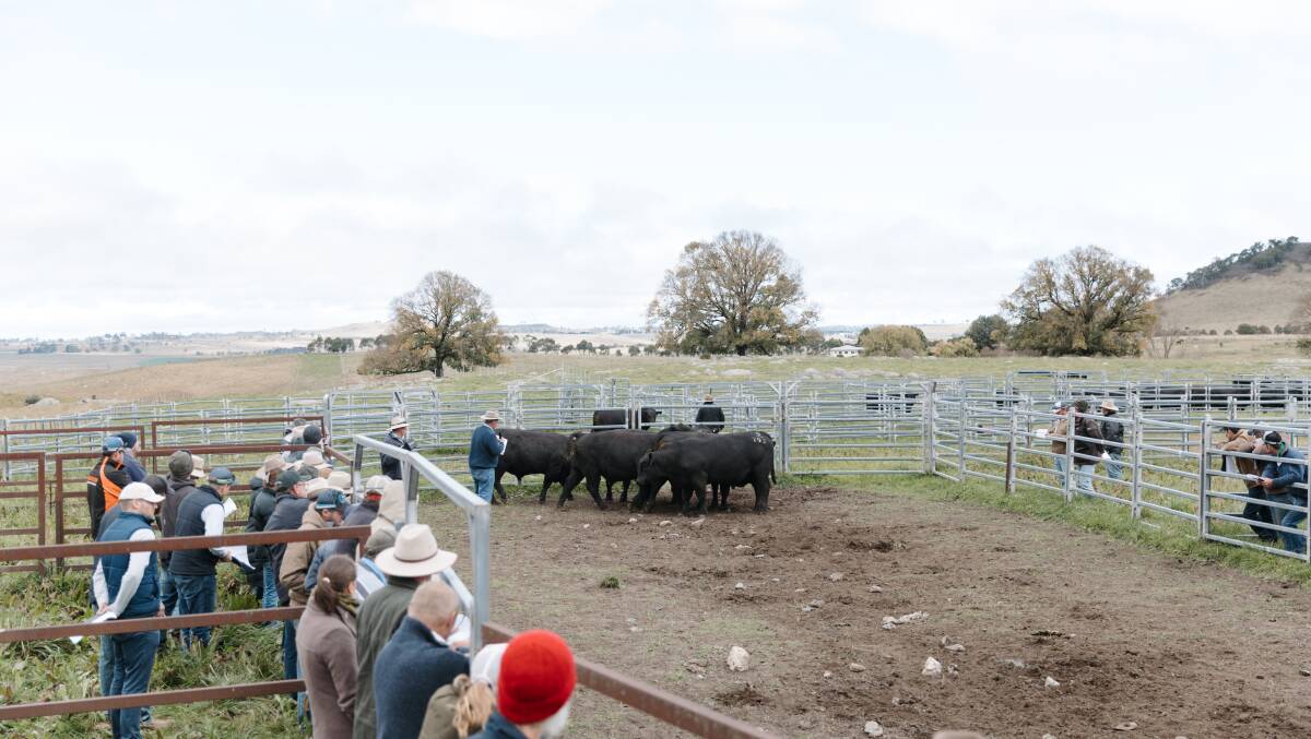 Dick Whale held a practical demonstration on the structural assessment of bulls. Picture supplied