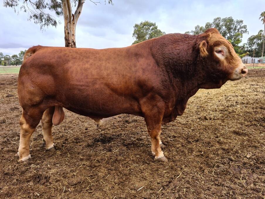 Garren Park Hank, who was purchased at the 2014 Limousin National Show and Sale.