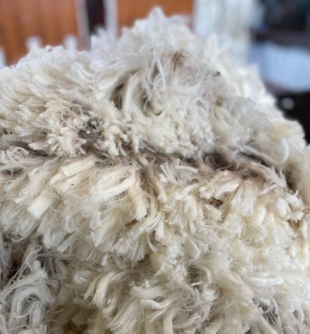 QUALITY WOOL: The Browning family's Merino ewes are cutting around 8kg of wool, at 20.5- to 21-micron for a 12-month shearing.
