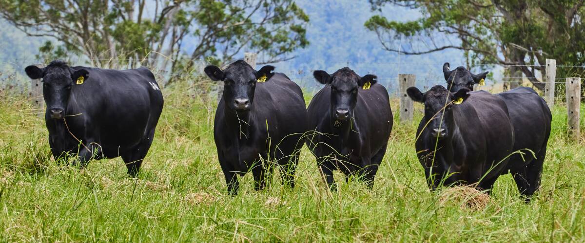 EXCEPTIONAL QUALITY: Some of the 50 Macka's Angus heifers, pregnancy-tested-in-calf to Mackas Angus stud bulls that sold for $4500 a head.