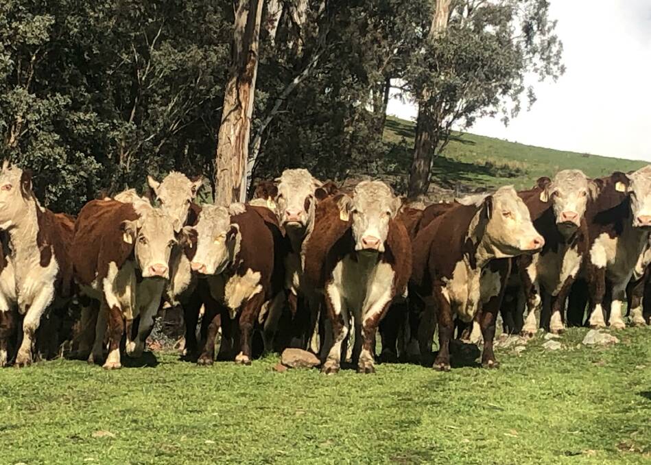 GENERATIONS OF WHITEFACE: The Roche family, Adelong, has been breeding Hereford cattle for many years, focusing on whole of herd sale averages and the cost of production.