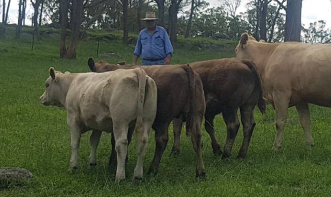 REPEAT VENDOR: Brian Grogan with three of the steers he'll sell at Glen Innes next month. 
