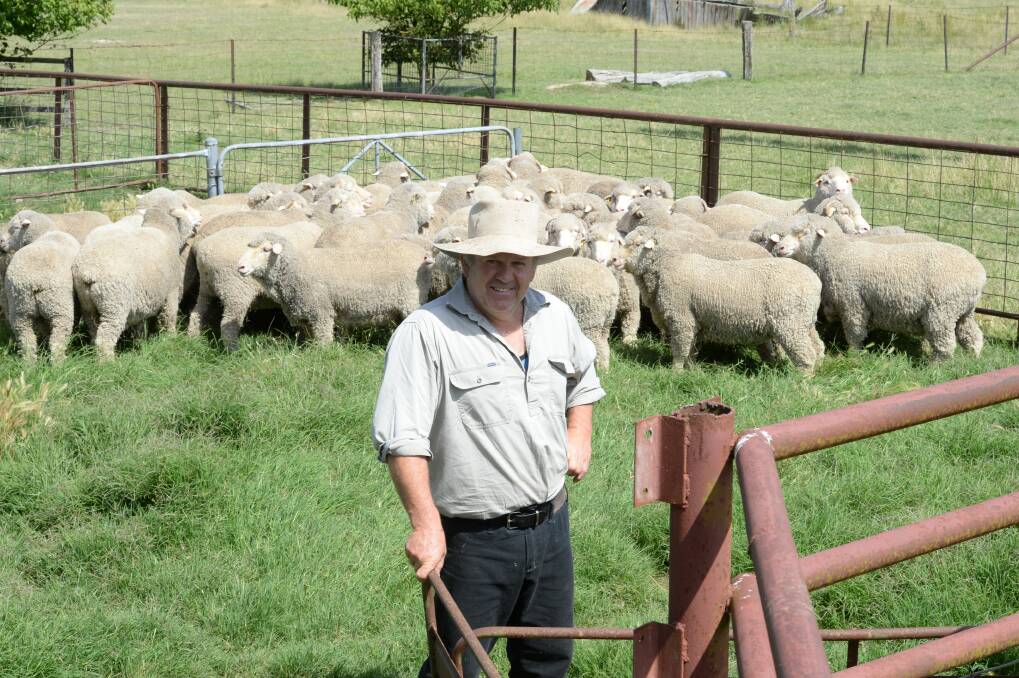 David Garrahy with his four-year-old July shorn wethers at "Meadowlea", Uralla. Photos by Rachael Webb