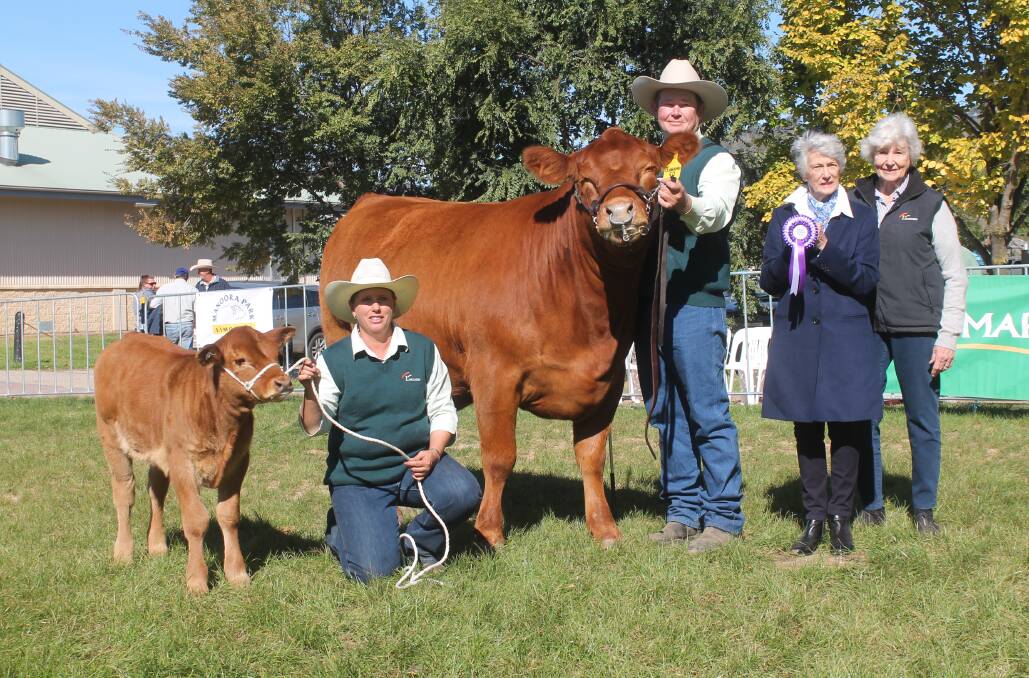 SUPREME EXHIBIT: Susie and Glenn Trout leading the 2017 supreme exhibit, Birubi Lady Lavender L9 and her calf, with owner Annette Tynan, Birubi Limousin and Lim-Flex studs, and Carolyn Tooth, Longreach Limousins, presenting the rosette.