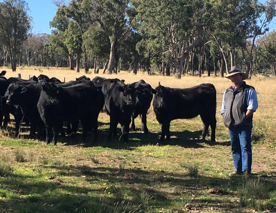 INCREASING MARKET OPTIONS: David Lonergan with some of his Angus cattle at Zahlee, Bundarra. Mr Lonergan and his partner Helen Walker are rebuilding the herd following drought.