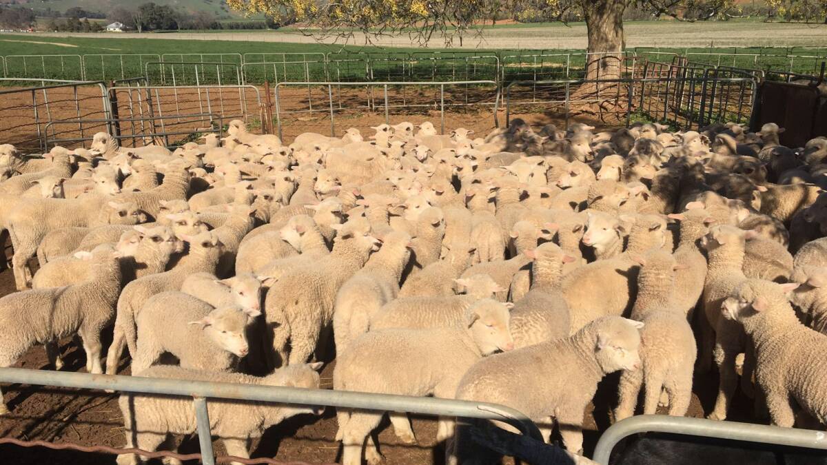 PROFITABLE PRODUCTION: Jamie and David Elworthy's six- and seven-week-old lambs at Burrenderry, Gundagai.