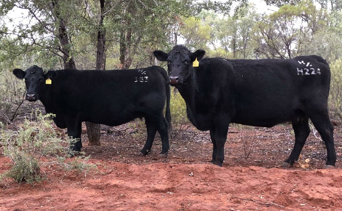 COMMERCIAL FOCUS: Carabar Angus females at Abernethy, Mitchell, Queensland, where their main diet is mulga.