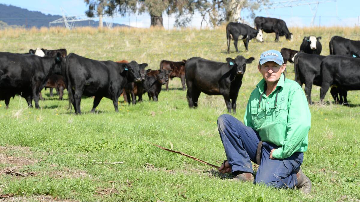 Richard Harris with two-year-old Angus-cross cows and calves at “Benwerrin”, Tumut, NSW. Photos by Rachael Webb