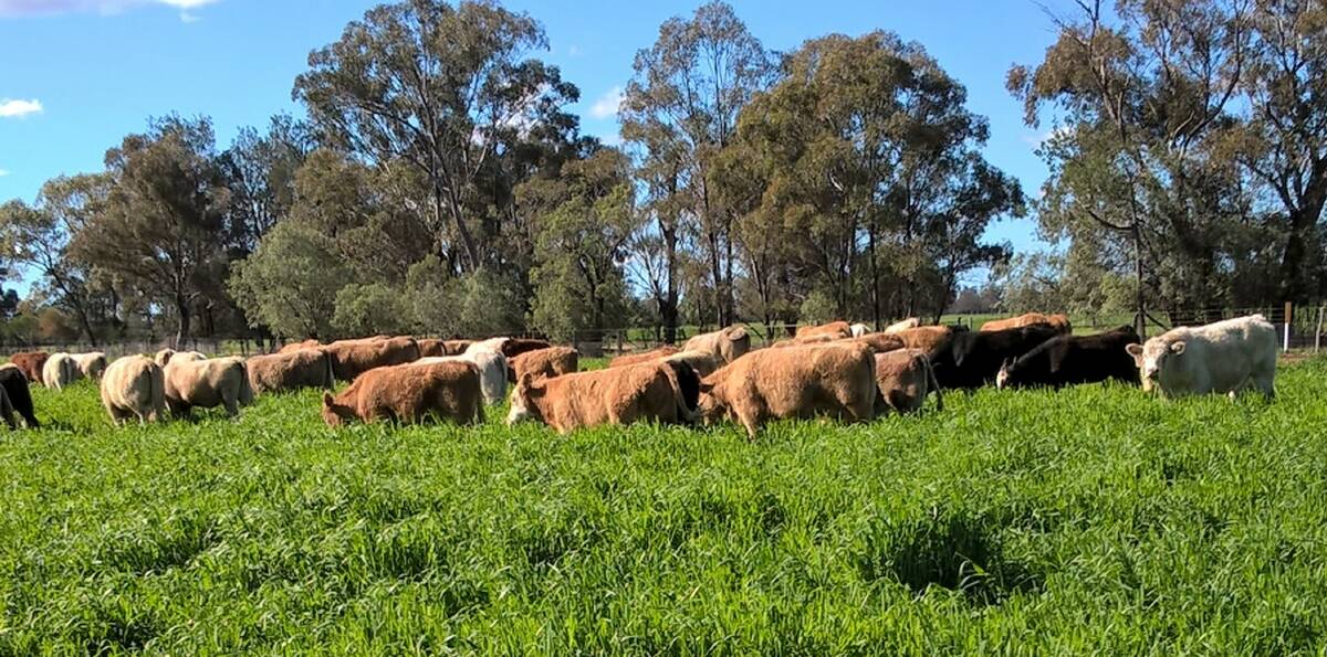 MARKET FLEXIBILITY: Charolais sires used over black baldy cows are producing heavy weaners for Dennis Fitzgerald that can target multiple markets. 
