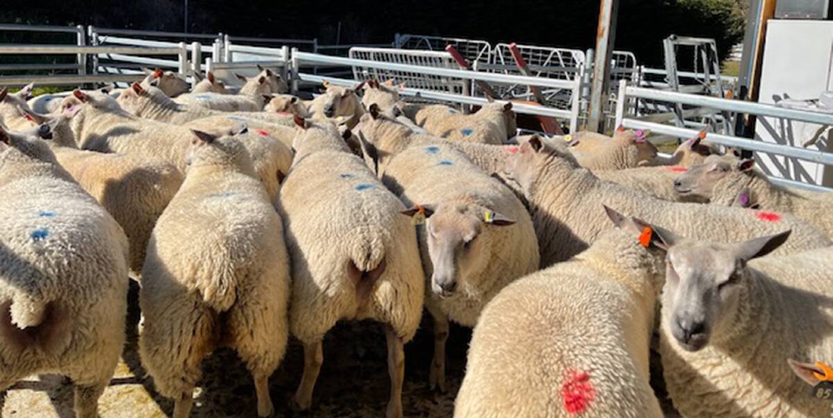 HEAVY LAMBS THAT YIELD: Charollais-cross lambs from Mick Mooney at Oberon dressed at 54 per cent, making them the perfect fit for a butcher shop at Carlingford, Sydney.