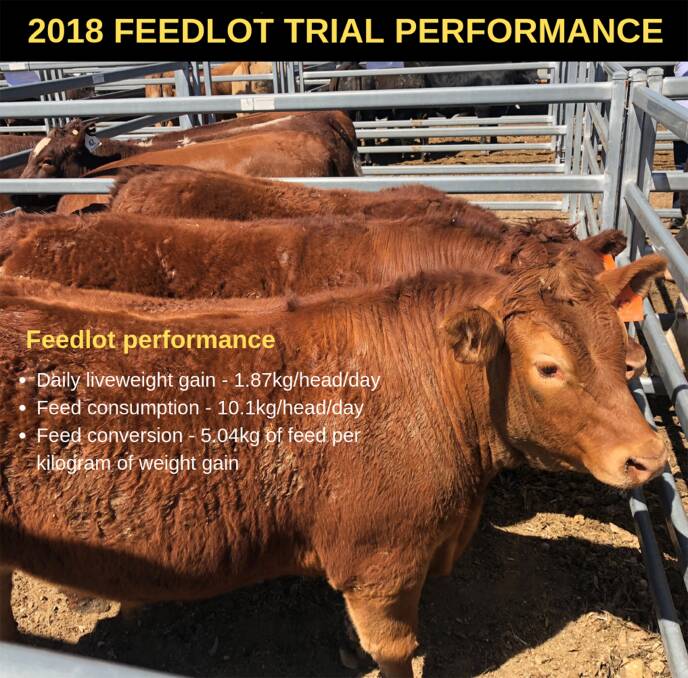 MERRIWA COMPETITION: The feedlot performance results from the 2018 trial. Pictured are the overall champion steers entered by Jacob Medd, Cavan, Merriwa.